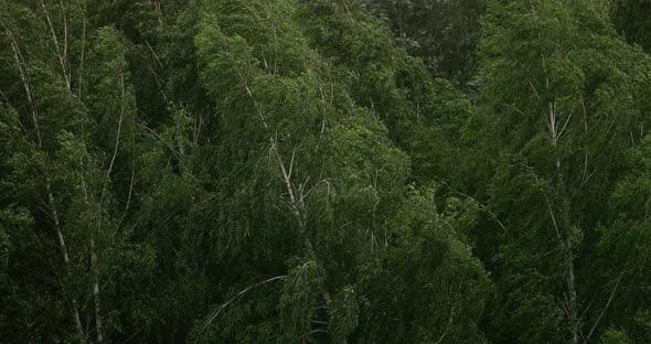 Strong Wind Shakes Trees