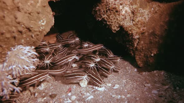 Tropical Schooling Catfish