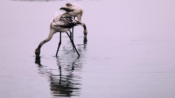 African Flamingos On A Lake