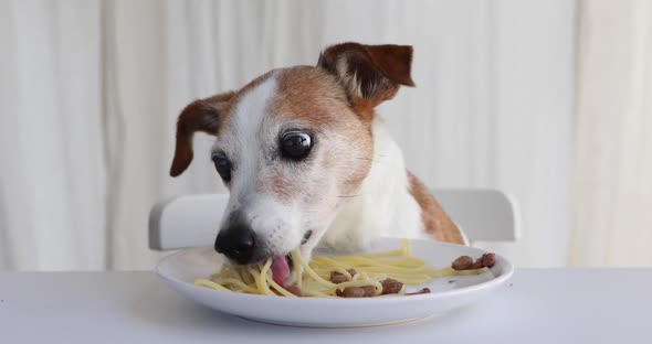 Cute Dog Trying to Steal Homemade Pasta Kitchen Countertop