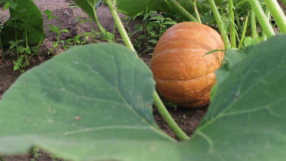 Ripe Large Beautiful Yellow Pumpkin in a Garden Bed in Green Foliage