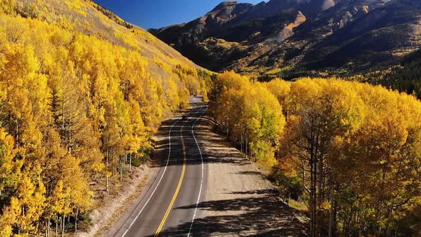 Yellow Autumn Aspen Tree Leaves