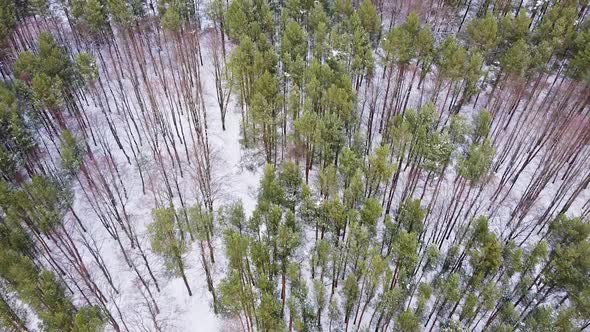 Beautiful conifer forest in aerial drone high angle shot winter season