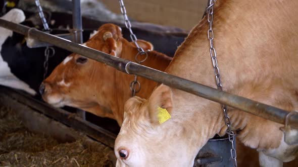 Agricultural with herd of cows at farm. Breed of dairy cows eating silos fodder in cowshed farm