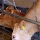 Agricultural with herd of cows at farm. Breed of dairy cows eating silos fodder in cowshed farm - VideoHive Item for Sale