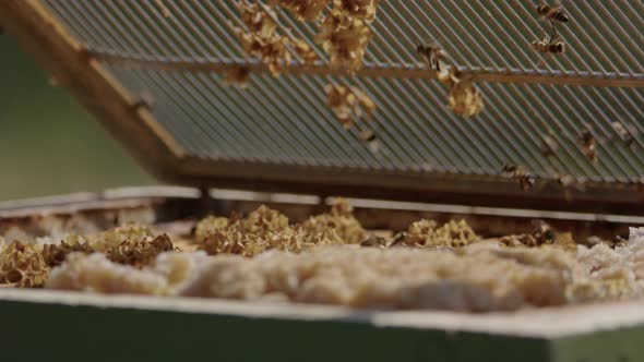 BEEKEEPING - Opening a beehive after smoking the bees, slow motion close up