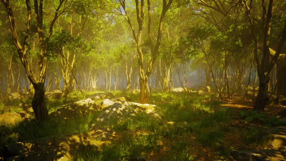 Roots of a Tree in a Misty Forest