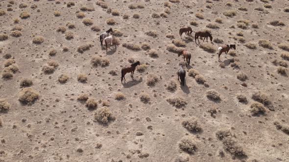 Aerial shot of wild horses in the desert