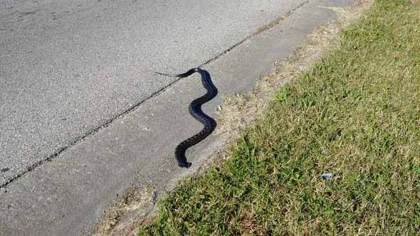 A snake on the side of the road next to the grass