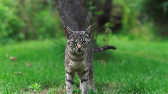 Slow motion video of a domestic cat looking straight to camera and then running away with green gras