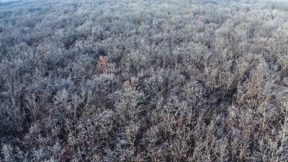 Winter forest with frosty trees. Aerial view of snowy tree of the winter forest