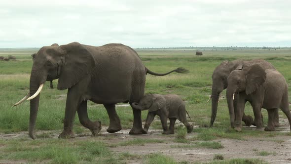 African Elephant (Loxodonta africana)  family walking in line over the grasslands, Amboseli N.P. Ken