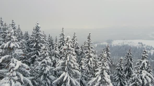 Aerial foggy landscape with evergreen pine trees covered with fresh fallen snow after heavy alt