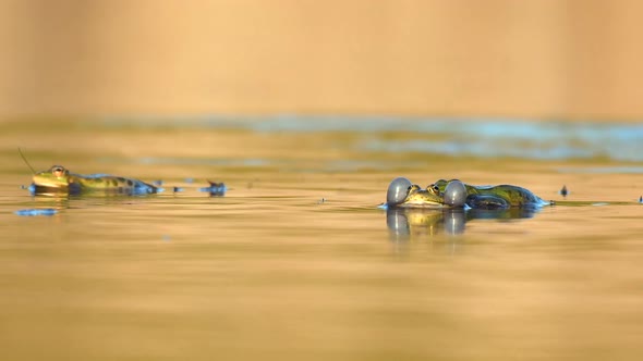 Green Marsh Frog croaking on beautiful light. Pelophylax ridibundus