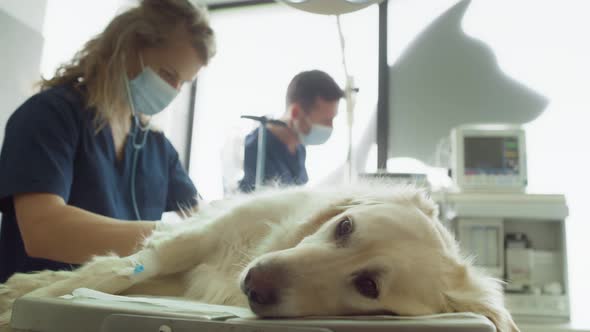 Close up of anaesthetised dog lying on operating table. Shot with RED helium camera in 4K.