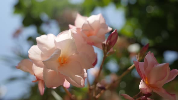 Beautiful Nerium oleander light pink flower in the garden 4K 2160p 30fps UltraHD footage - Close-up 