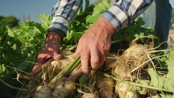 Mature man working on farm