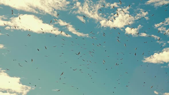 Flock of Birds in the Sky