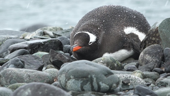 Penguins. Antarctica. A group of Penguins walking along the rocky shore in the Antarctic peninsula.