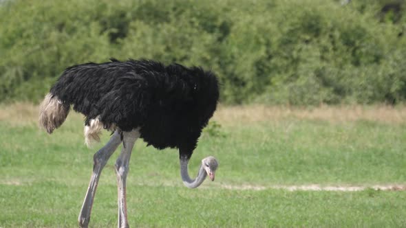 Ostrich grazing on the savanna