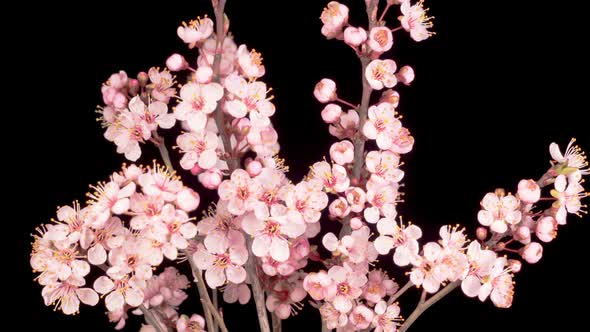 Pink Flowers Blossoms on the Branches Cherry Tree