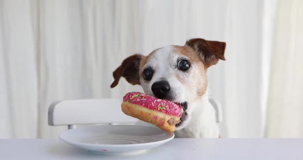 Cute Dog Stealing Doughnut From Plate on Table