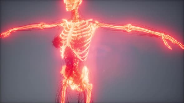 Transparent Human Body with Visible Bones alt