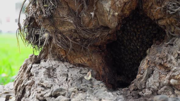 Bees flying in and out nest in a tree with pollen with Slow Motion 120fps