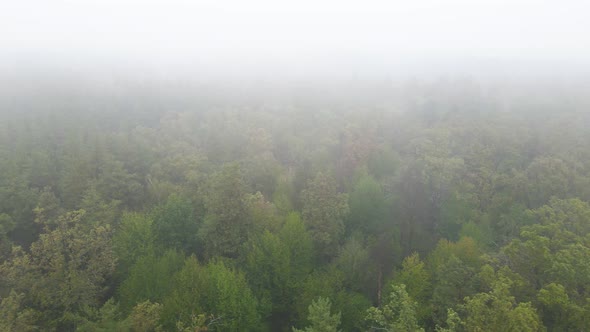 Forest in Fog in Rainy Autumn Weather. Ukraine. Aerial View, Slow Motion