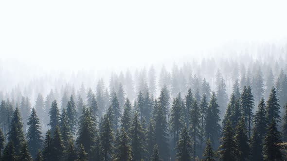 Aerial View of Green Spruce Forest