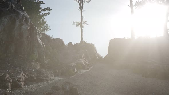 Trees on Rocks in Mountains at Sunset