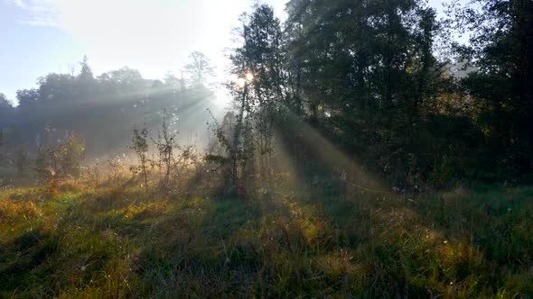 Sunrays Coming Through Trees During Sunrise in the Summer Forest. Walking Through Mystery Forest