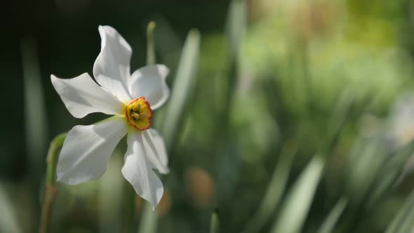 Narcissus poeticus beautiful garden flower  shallow DOF   slow-mo 1920X1080 HD footage - White and y