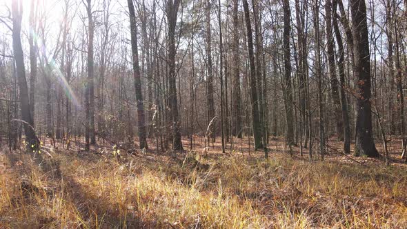 Beautiful Forest with Trees in an Autumn Day