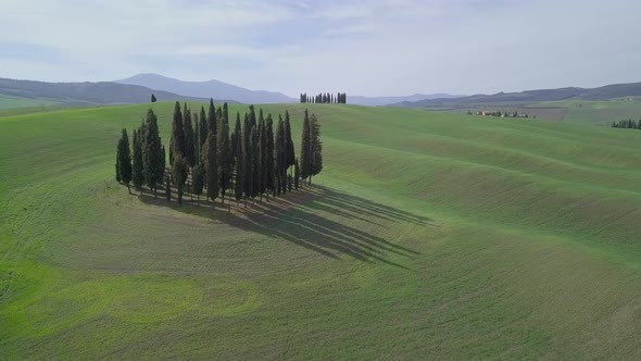 Cypress Trees in val d'Orcia, Tuscany, Italy