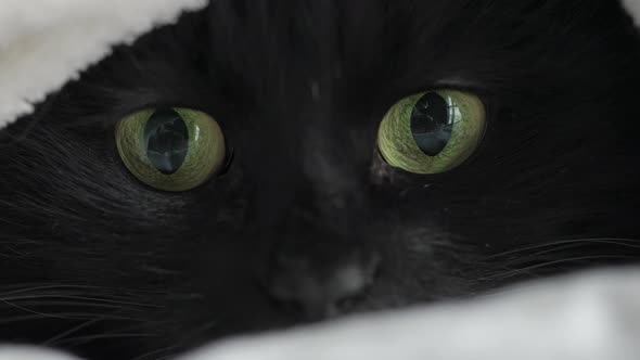 Black Fluffy Cat with Green Eyes Lies Wrapped in a Blanket