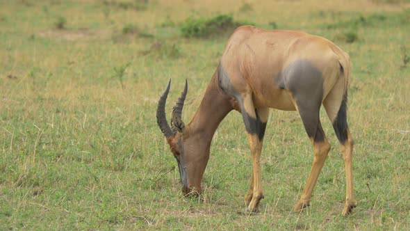 Topi antelope grazing at Maasai Mara National Reserve