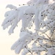 Tree branch covered with snow - VideoHive Item for Sale