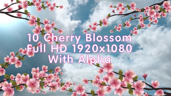 Cherry Blossom