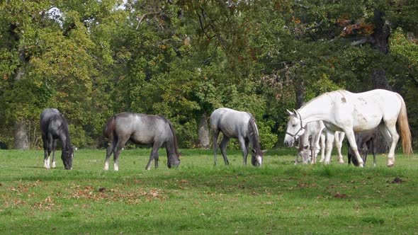 Lipizzan Horses Grazing on Meadow, Slovenia