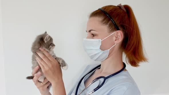 Striped Gray Cat in Doctor Hands