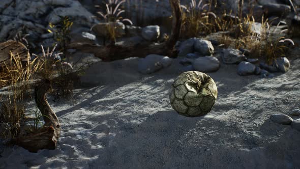 An Old Torn Soccer Ball Thrown Lies on Sand of Sea Beach