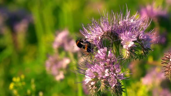 Bee On Purple Flower 5