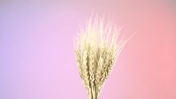 Ripe Ears of Dry Wheat on Purple and Red, Rotation