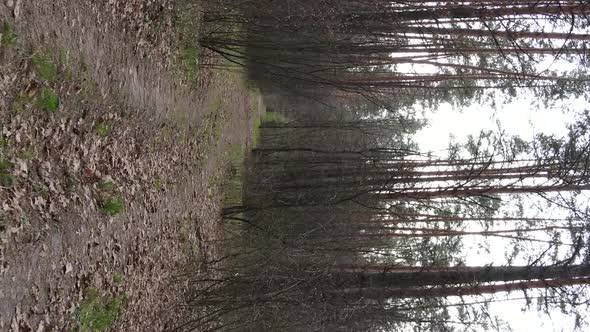 Vertical Video of a Road in the Forest Slow Motion