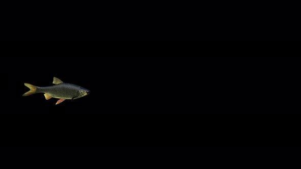 4K Black Redeye Fish alt