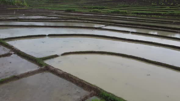 Aerial Shot Of A Group Of Farmers On A Beautiful Field Filled With Water. A Newly Planted Big Rice F
