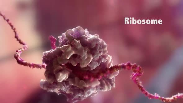 The ribosome is a large and complex molecular machine