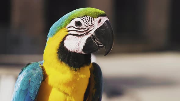 Close Up Of The Beautiful Blue-and-gold Macaw, Blue-and-yellow Macaw (Ara ararauna) With Blurry Back