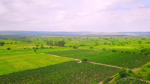 Drone view over large wine farm in Georgia